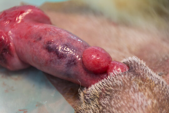 close-up photo of a  transmissible venereal tumor in dog, penile form
