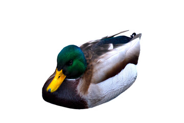 duck male on png transparent background