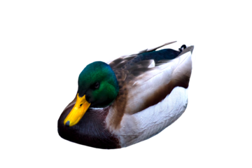 duck male on png transparent background