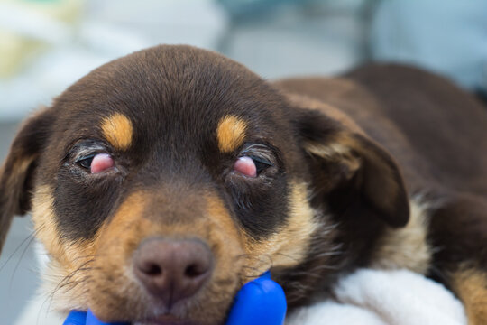 close-up photo of a puppy before the cherry eye surgery