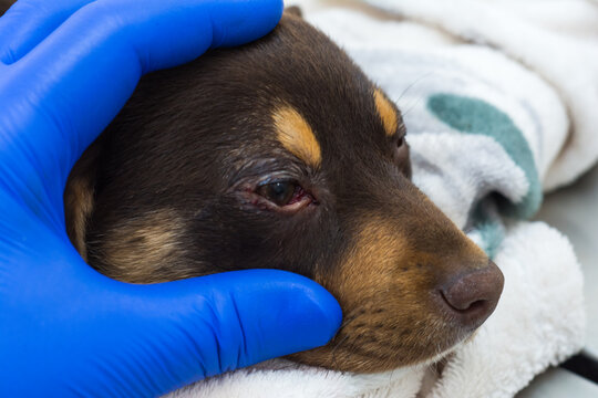 close-up photo of a puppy after cherry eye surgery