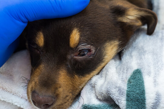 close-up photo of a puppy after cherry eye surgery