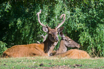 Close-up photo of Cervus elaphus