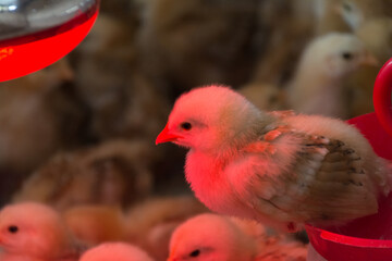 close-up photo of chickens heated with infrared light