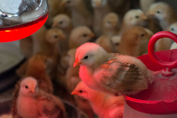 close-up photo of chickens heated with infrared light