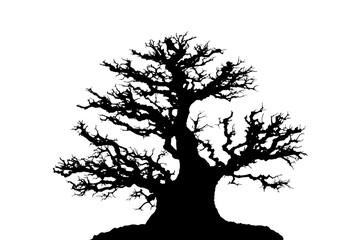Silhouette Bonsai tree branches structure shaping, dead tree or winter leafless tree isolated
