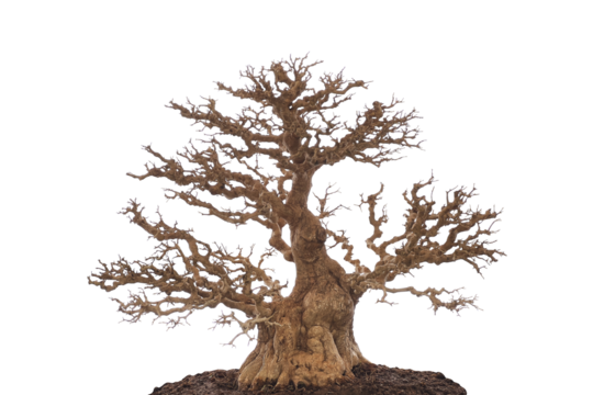 Miniature Bonsai tree branches structure shaping, winter leafless tree isolated