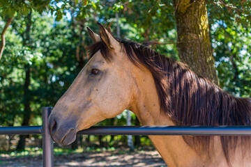 close-up photo of a beautiful horse