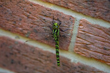 Southern Hawker dragonfly aeshna cyanea