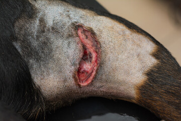 Close-up photo of a wound in dog