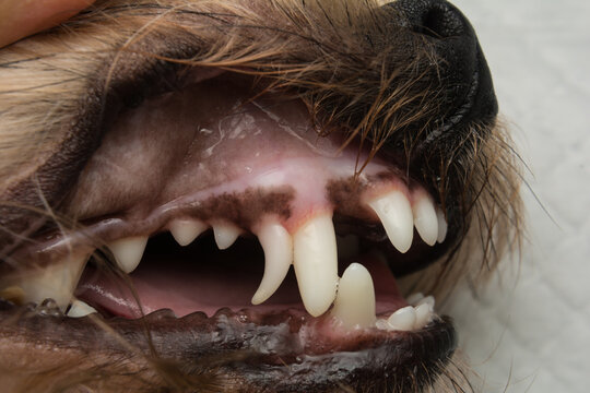 close-up photo of a dog mouth before decidual tooth extraction