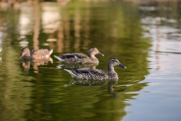 a group of ducks swims in a pond, a sunny summer day