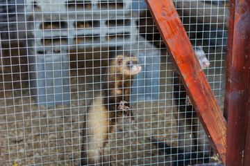 Close-up of ferrets in cage