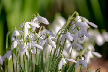 Selective focus group of white small flower, Galanthus nivalis growing on the ground, Snowdrop is...