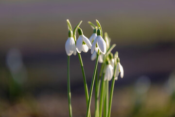 Selective focus group of white small flower, Galanthus nivalis growing on the ground, Snowdrop is the best known and most widespread of the 20 species in its genus, Galanthus, Nature floral background