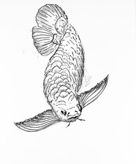 hand drawn sketcj of the fish