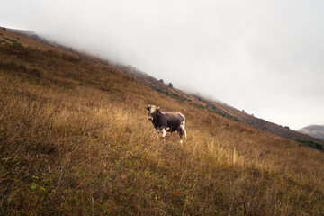 Lonely bull in a mountain pasture, early foggy morning. Funny young brown bull with a curly forehead poses on a misty steep mountain slope.