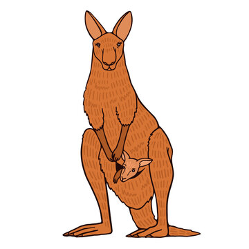 Cartoon kangaroo with baby in bag on white background