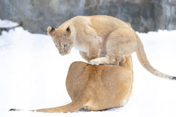 お母さんの上の子ライオン