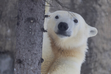 ひょっこりゆめ