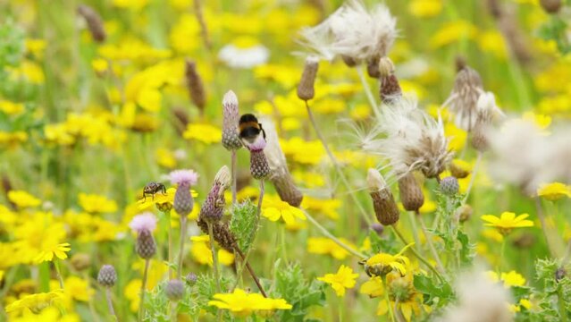 Bumblebee feeding on wild flowers