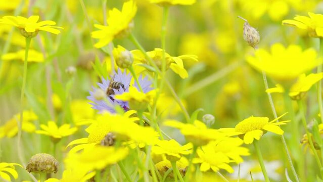 Honeybee feeding on a meadow of Corn Marigold