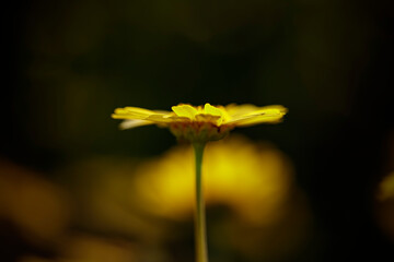 Wild yellow flower at sunset against dark background