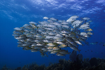 Fototapeta na wymiar School Of fish on the caribbean sea similar to egypt or great barrier australia