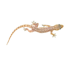 A little gecko or lizard with transparent background - obrazy, fototapety, plakaty
