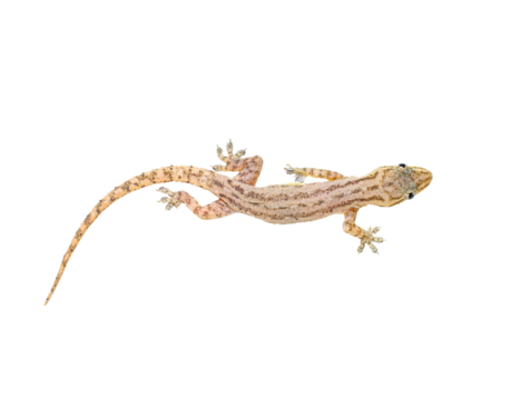 A little gecko or lizard with transparent background