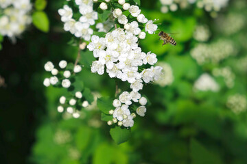 Honey bee on a white flowers. Bees collecting nectar and pollen on blooming branch. Close up of blossoms of a Spiraea. Flying Honeybee pollinating flowers on spring sunny day. Animal insect wildlife