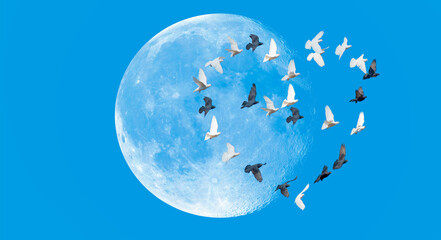 Group of pigeons in shape of heart  flying in the blue sky, full moon in the background 