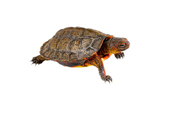 turtle without background or transparent background