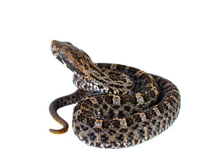 Obraz premium snake without background or transparent background