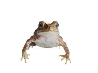 Afwasbaar fotobehang frog on white background or transparent background © Renato