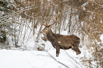 Red deer, Cervus elaphus. Bieszczady Mountains, Carpathians, Poland.