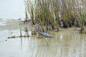 Tricolored Heron in Salt Marsh