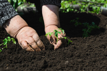 In the open air in sunny weather, the old wrinkled hands of an elderly woman put a sprout of a tomato in the ground, copy the space in the ground, copy space.