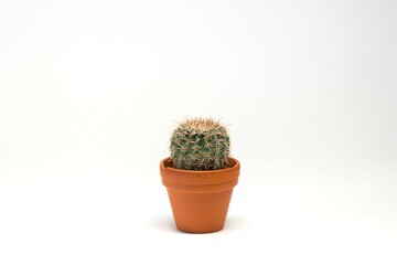 Small cactus planted in an orange pot