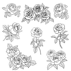 Set Rose sketch. Black outline on white background. Vector illustration.