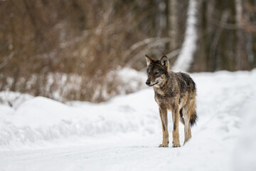 Fototapeta na wymiar Grey Wolf, Canis lupus. Bieszczady Mountains, Poland.