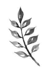 Hand drawn plant. Branch with leaves painted by ink. Sketch style watercolor illustration. Black image on white background.