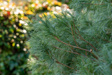Green curly leaves of Pinus strobus, also known as Tiny Curls. Selective focus.