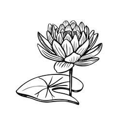Lotus sketch. The black line drawn on a white background. Vector illustration