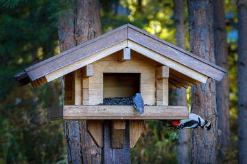 Big spotted woodpecker sits in a bird feeder and eats seeds. Birds in the wild. Forest fauna.