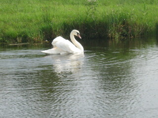 Obraz premium swans on the lake