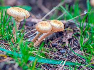Wild-growing shiitake mushrooms. Macro photo, selective focus