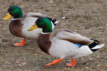 Two beautiful Mallards (Male) on a winter morning.  The male’s gleaming green head, gray flanks, and black tail-curl arguably make it one of the most easily identified ducks.