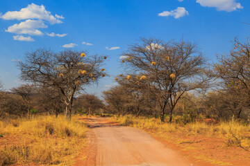 Fototapeta na wymiar Andersson Trail in Waterberg Plateau National Park, Kalahari, Otjiwarongo, Namibia, Africa.