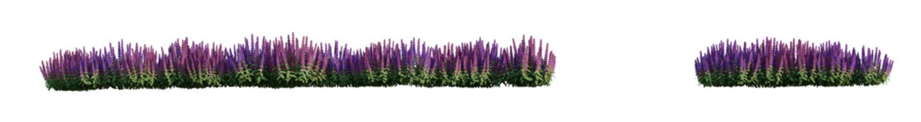 line woodland sage flowers isolated on transparent background PNG's.	
